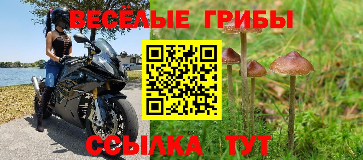 Псилоцибиновые грибы Psilocybe Орск